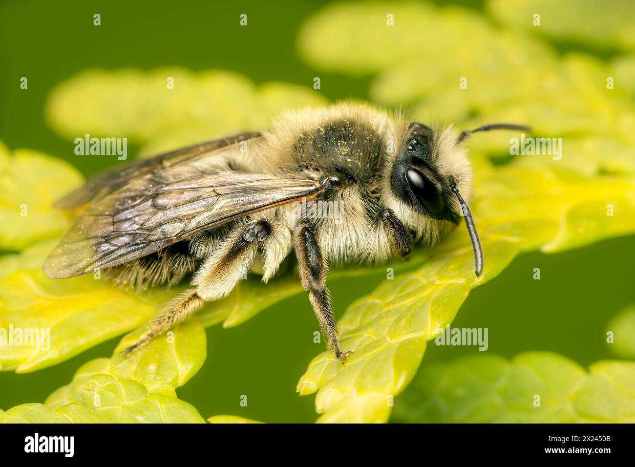 Haarige Andrena-Biene, die auf einem Zedernbaum an einem eisigen Frühlingsmorgen mit grünem, verschwommenem Hintergrund und Kopierraum ruht Stockfoto