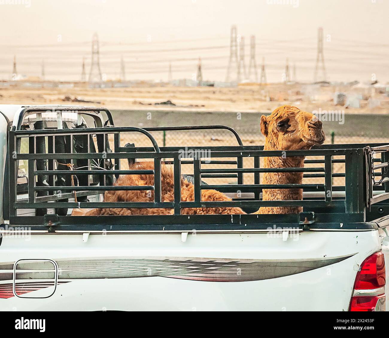 Ein Wüstendromedar wird bequem mit einer Abholung transportiert Stockfoto