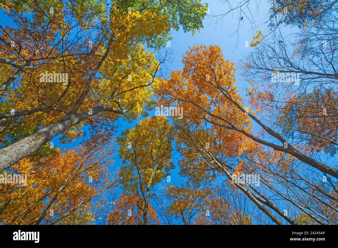 Brillante Farben im Canopy High Over im Hocking Hills State Park in Ohio Stockfoto