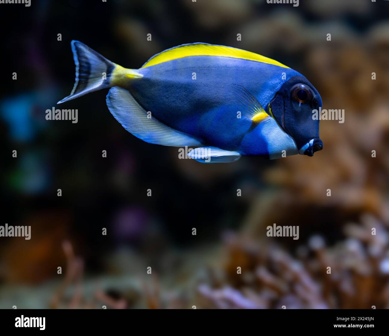 Powderblue Surgeonfish, Acanthurus leucosternon / Weißkehl-Doktorfisch Stockfoto