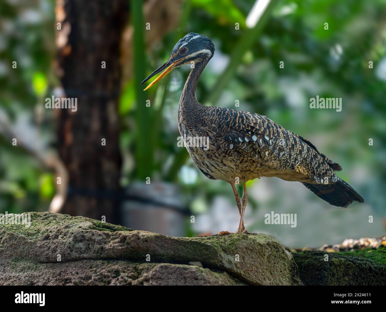 Sonnenterbe (Eurypyga helias) Erwachsener auf einem Felsen fotografiert Stockfoto