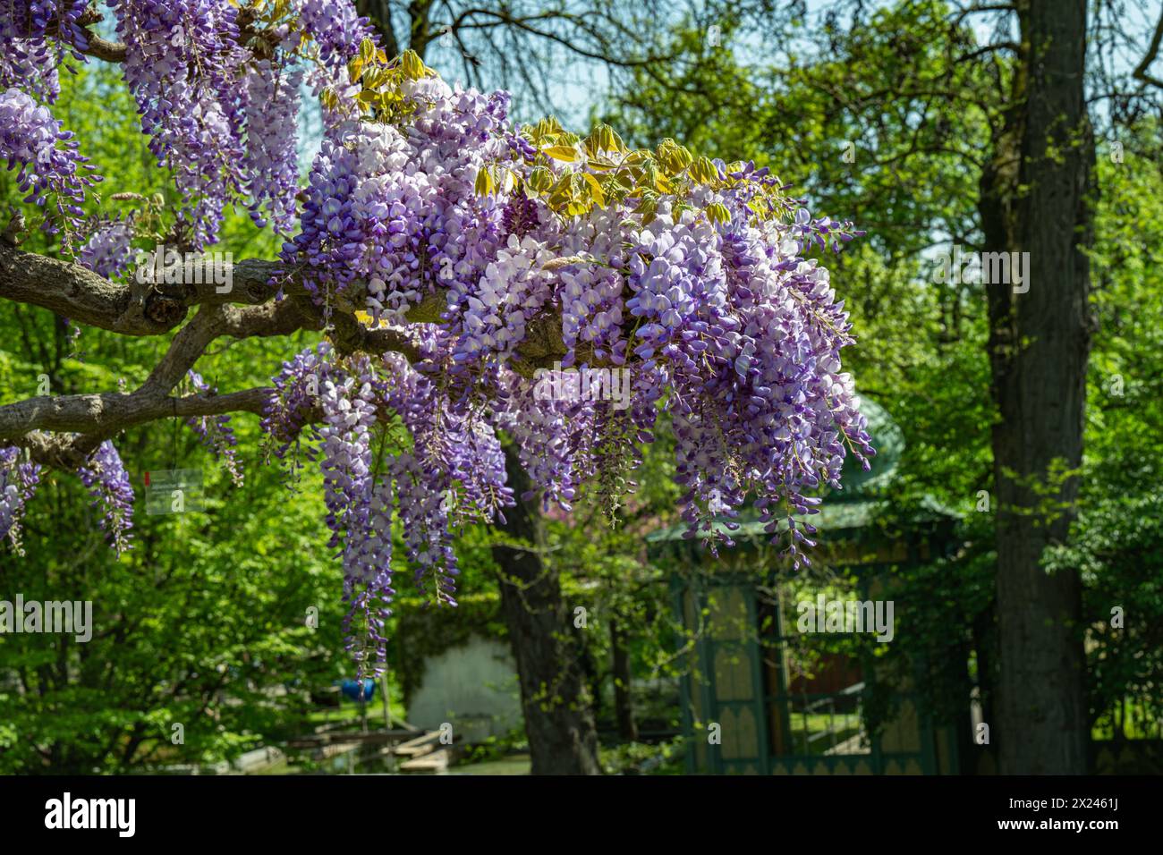 Wisteria Floribunda. Wunderschöne Blumen des kalten Milchkletterers. Stockfoto