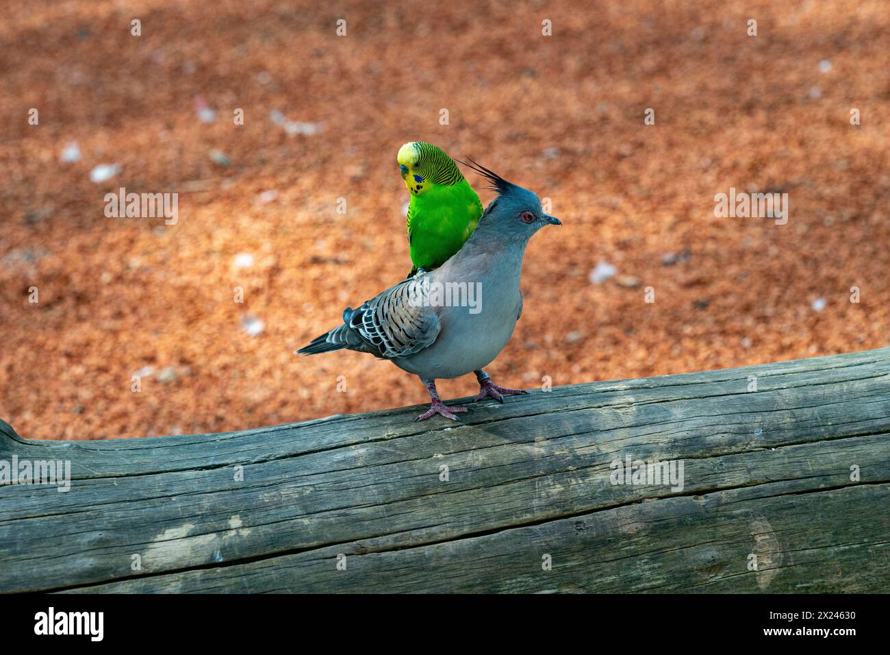 Budgerigar sucht nach einer Möglichkeit, mit der Haubentaube [Ocyphaps lophotes] zu fliegen. Stockfoto
