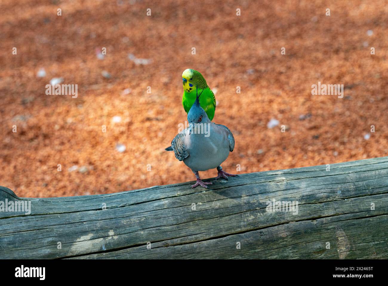 Budgerigar sucht nach einer Möglichkeit, mit der Haubentaube [Ocyphaps lophotes] zu fliegen. Stockfoto