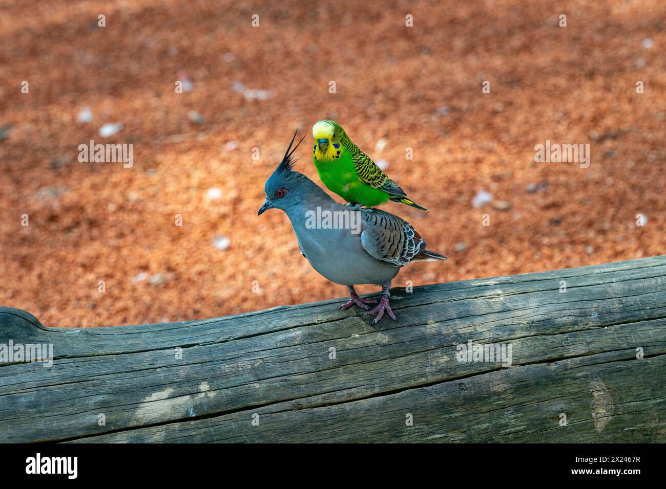 Budgerigar sucht nach einer Möglichkeit, mit der Haubentaube [Ocyphaps lophotes] zu fliegen. Stockfoto