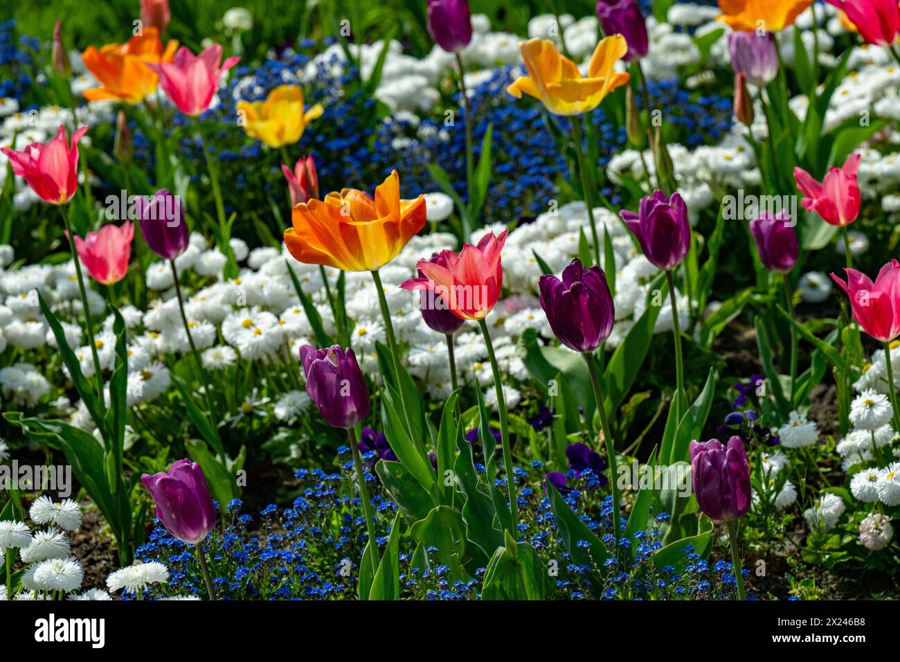 Gelbe Tulpen im Wlhema Stuttgart. Baden Württemberg, Deutschland, Europa Stockfoto
