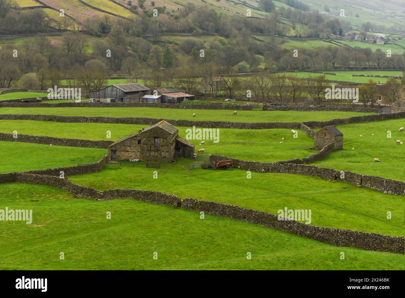 Landschaft der Meadow Fields in Swaledale, Yorkshire Dales National Park, England. Steinscheunen und Steinmauern. Habitat der Heuwiese. Stockfoto