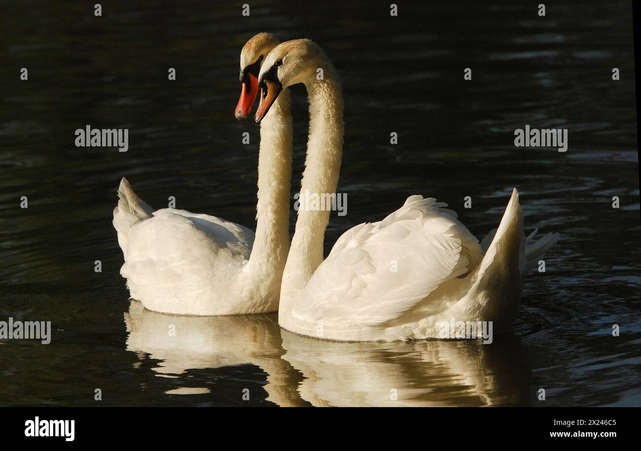 Zwei stumme Schwäne auf dem Wasser in Stratford, Ontario Stockfoto