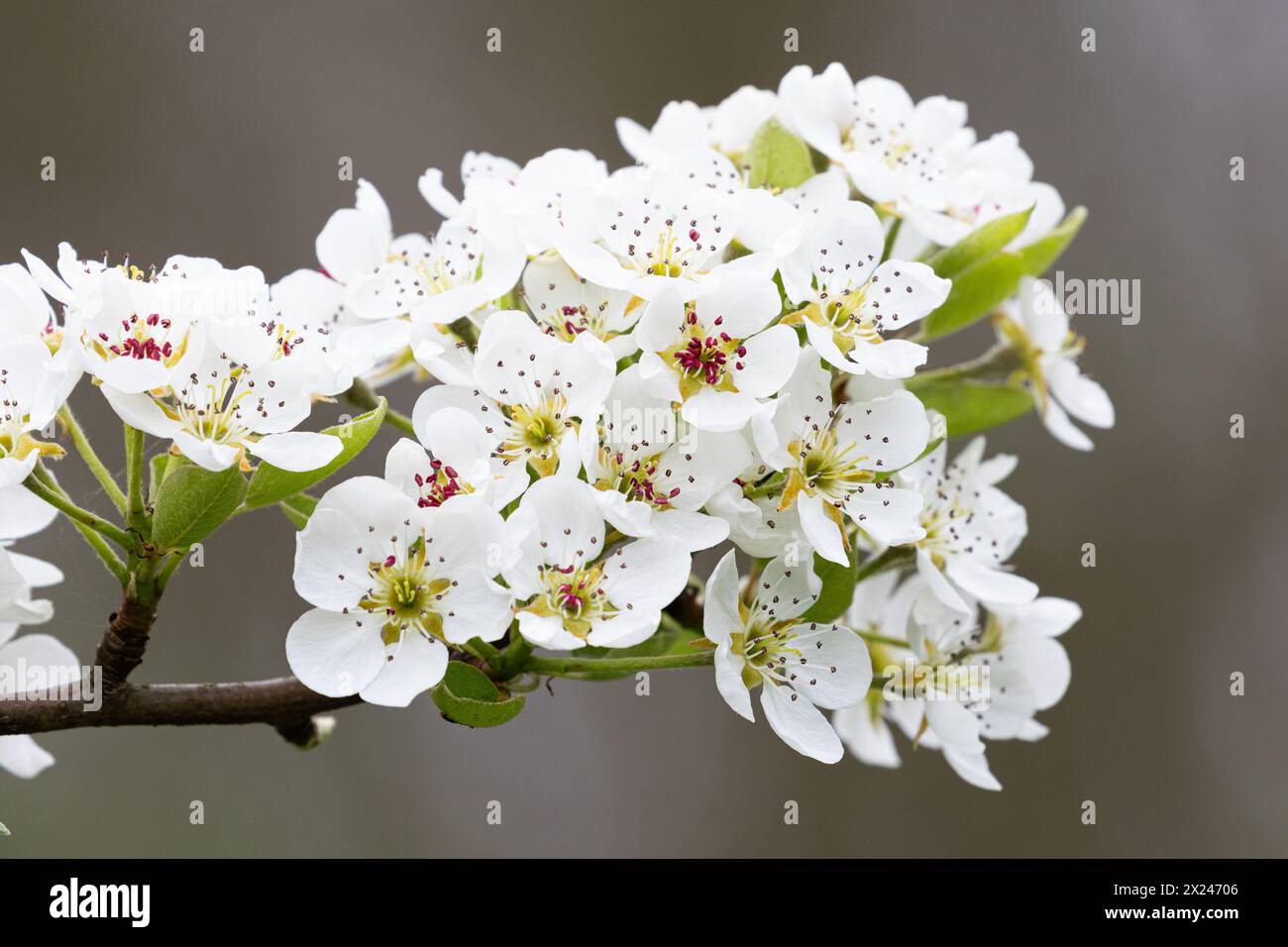 Am Ende eines Birnenbaums befinden sich viele Blütendolben. Stockfoto