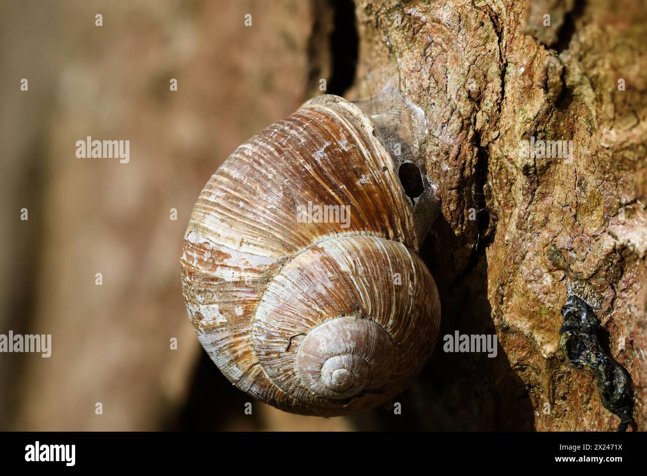 Eine römische Schnecke klammert sich an einem Baumstamm. Stockfoto
