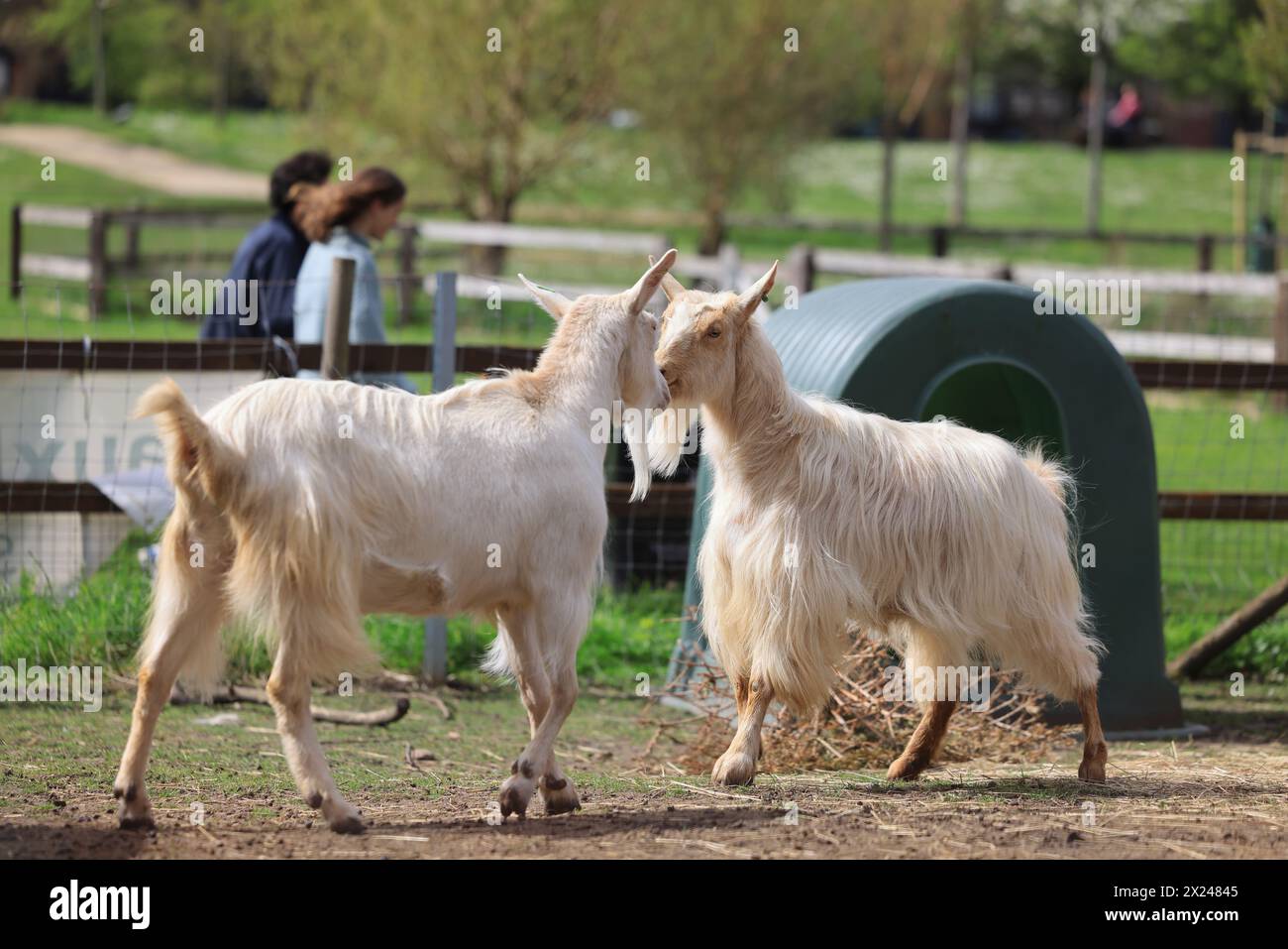 Ziegen auf der Vauxhall City Farm, einer der ältesten und zentralsten Bauernhöfe in London, Großbritannien Stockfoto