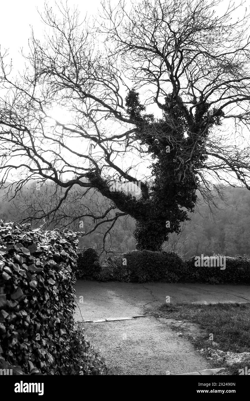 Mit Efeu bedeckter Baumstamm im Garten. Schwarzweißbild. Stockfoto