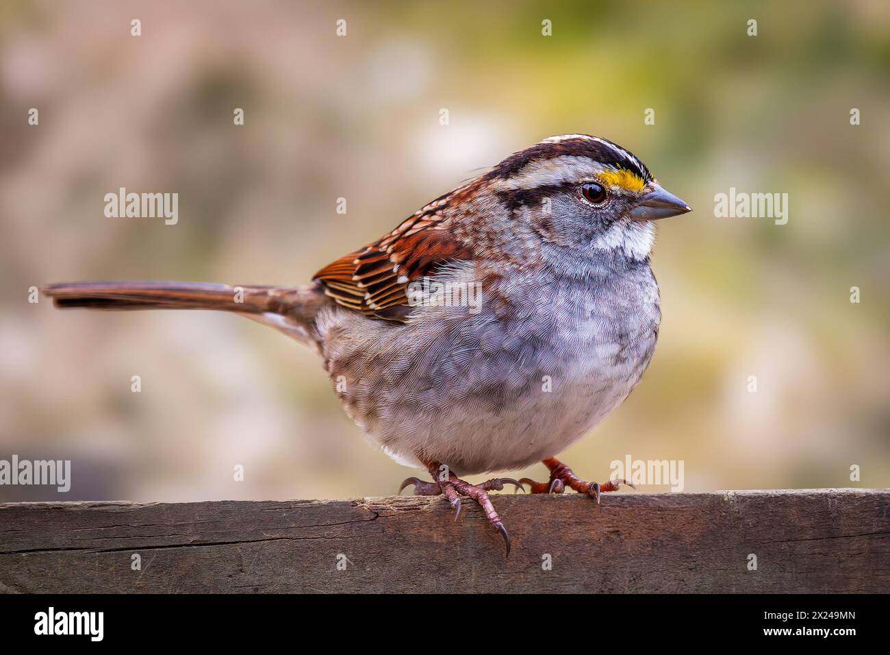 Weißer Kehlspatz, der auf einem Zaun sitzt Stockfoto