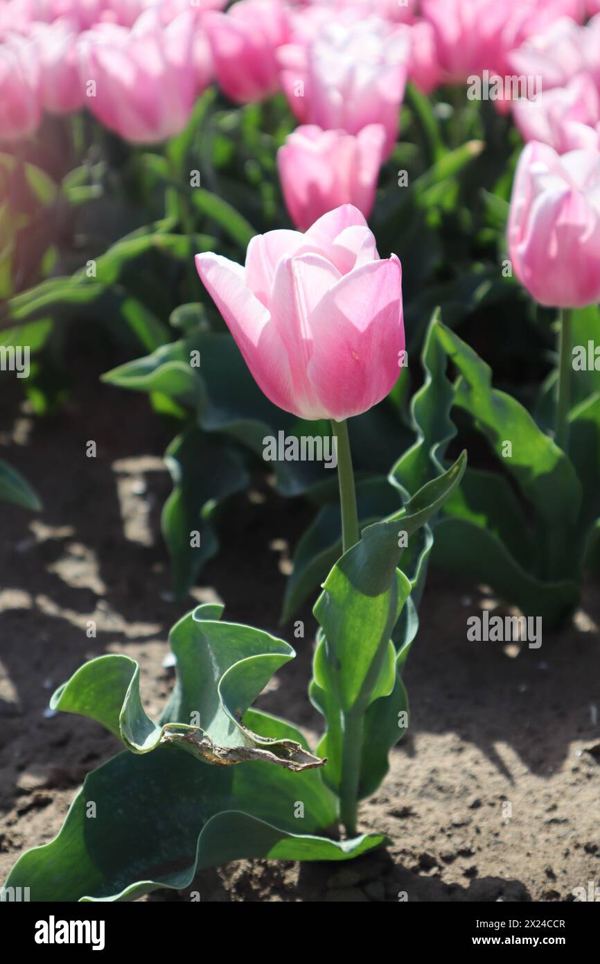 Rosa Tulpen Stockfoto