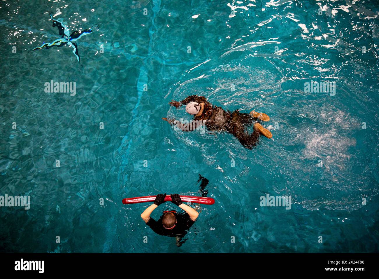 Südkorea. April 2024. Xavier Jones, ein Spezialist für die Wartung der Luftfahrt bei der Marine Aviation Logistics Squadron 12 und ein gebürtiger Georgianer, führt am 4. April 2024 eine 100-Meter-Schwimmstrecke während eines Unterwassertrainings in Camp Humphreys, Südkorea, durch. Marines mit der Marine Aircraft Group 12 und der Marine Wing Communication Squadron 18 reisten nach Südkorea, um dort die Kampfbereitschaft und -Fähigkeiten auf der koreanischen Halbinsel zu verbessern (Foto: © Samantha Rodriguez/U.S.) Marines/ZUMA Press Wire) NUR FÜR REDAKTIONELLE ZWECKE! Nicht für kommerzielle ZWECKE! Stockfoto