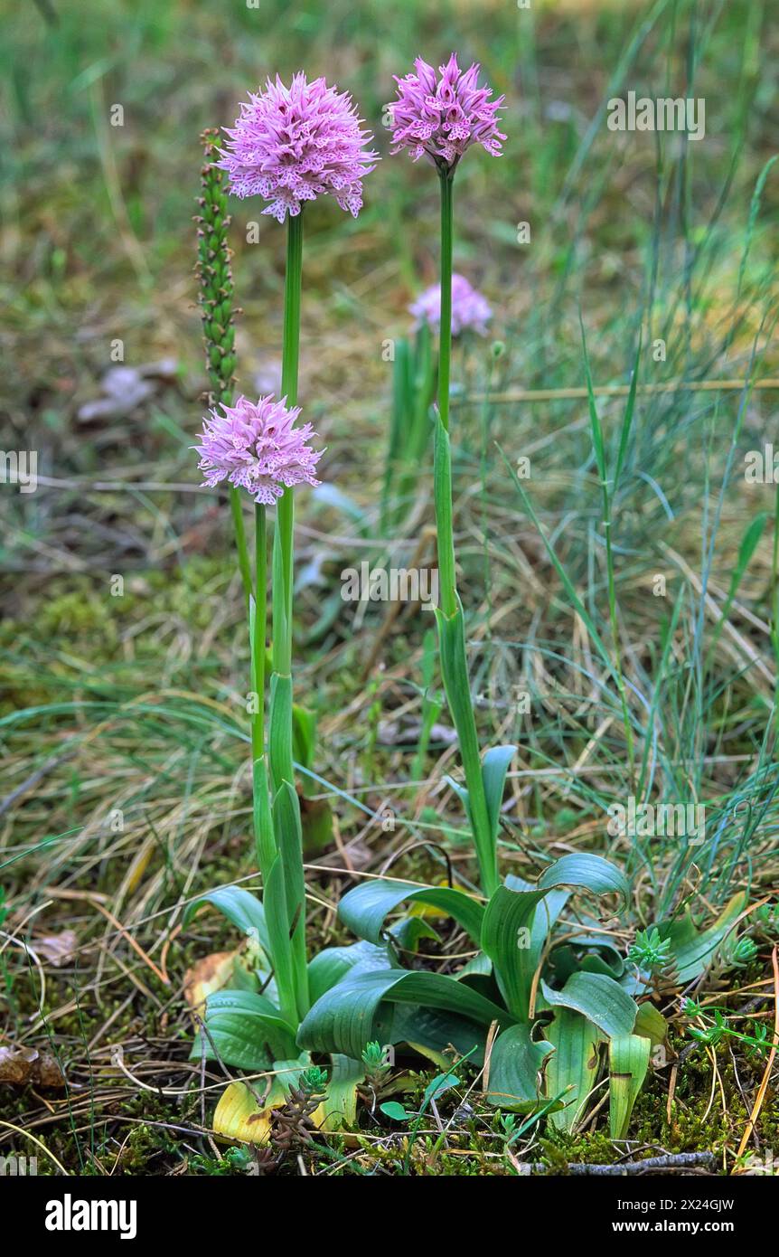 Dreizahnorchidee (Neotinea tridentata), Orchidaceae. Knollenkraut, spontane Orchidee, Wildpflanze. Rosafarbene Blumen. Stockfoto