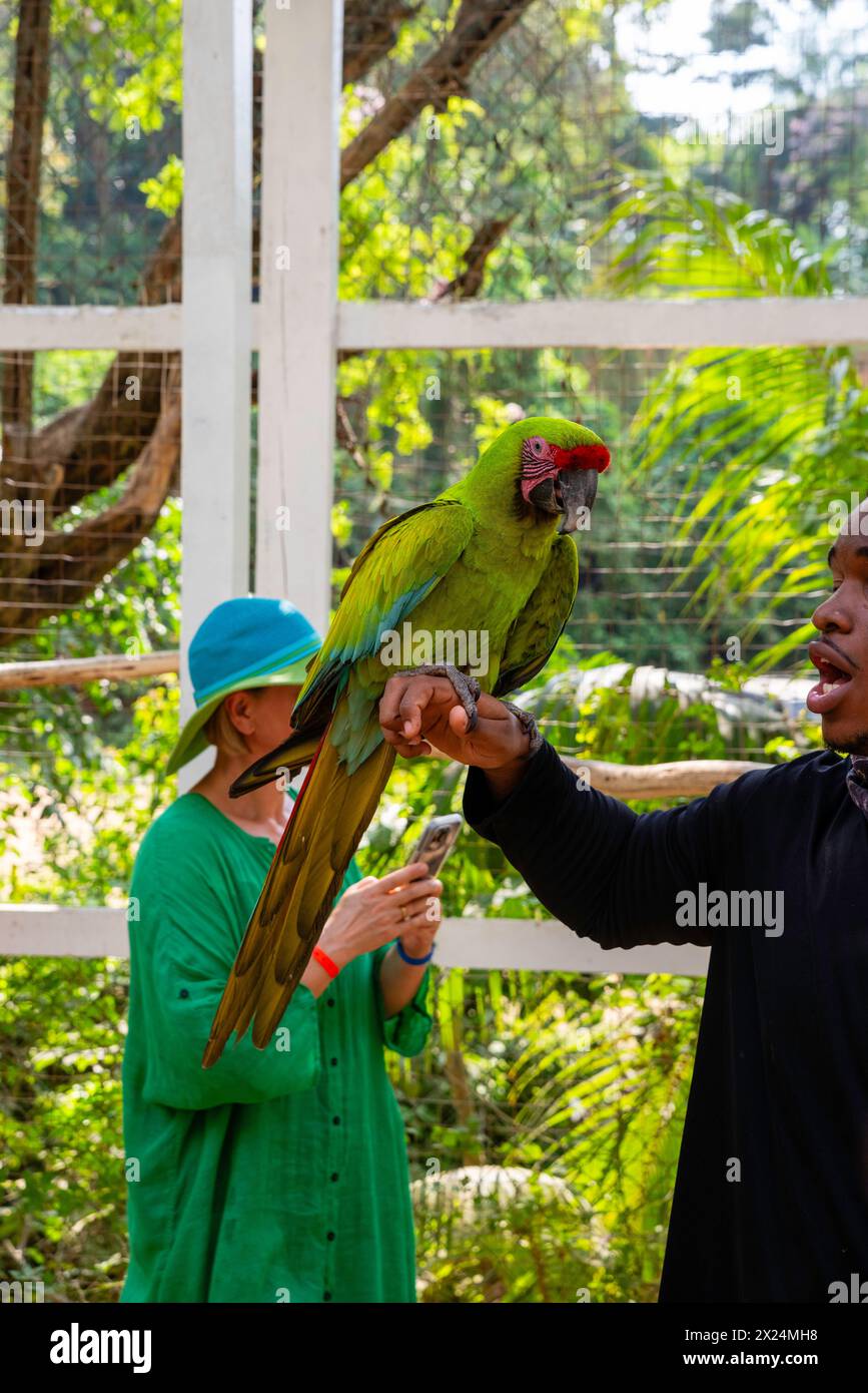 Ein Mann hält einen großen grünen Ara (Ara ambiguus) in einem Gehege bei Jungle Top Adventures and Ziplines, Roat‡n, Honduras. Stockfoto