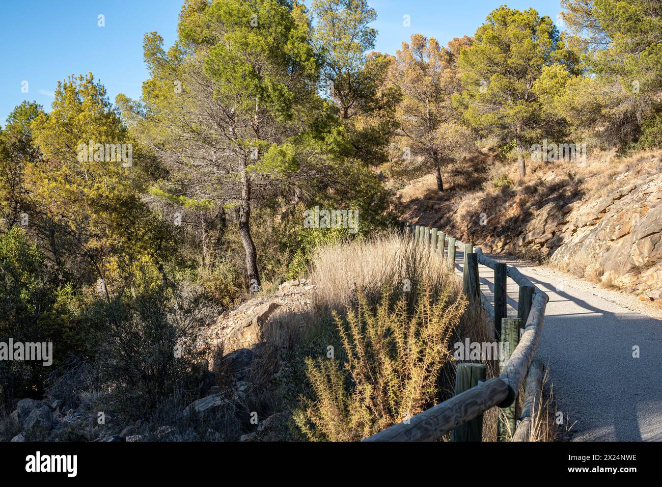 Ein sonnendurchfluteter Pfad schlängelt sich durch einen mediterranen Kiefernwald und lädt zu friedlichen Spaziergängen in der Natur ein. Hochwertige Fotos Stockfoto