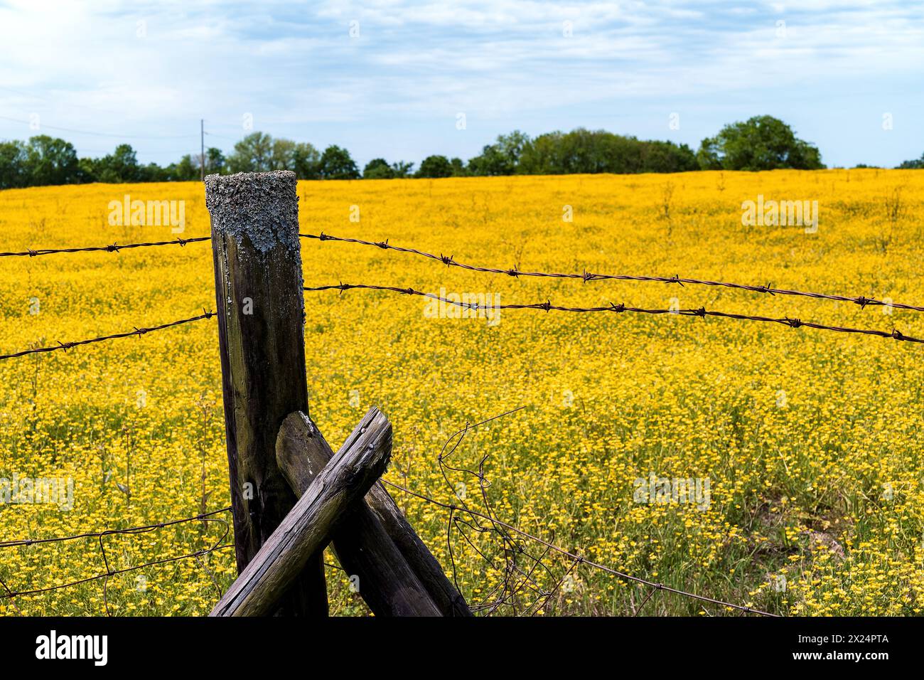 Feld mit gelben Butterblumen hinter einem Stacheldrahtzaun im ländlichen Montgomery County Alabama, USA. Stockfoto