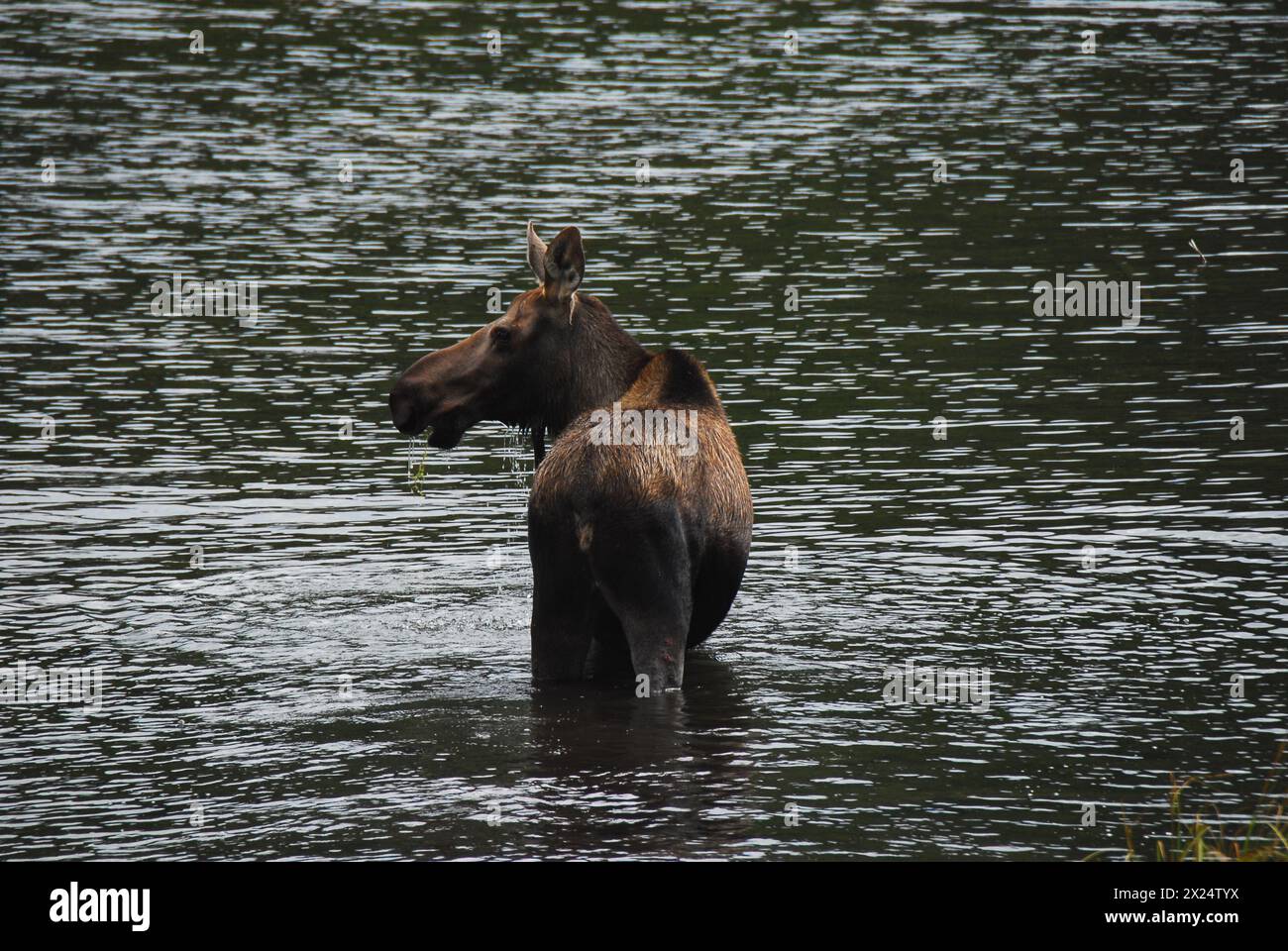 Eine wunderbare Tierszene, in der ein Elch auf dem Grund eines Sees im Wrangell St. Elias National Park, Alaska, USA, lebt. Stockfoto