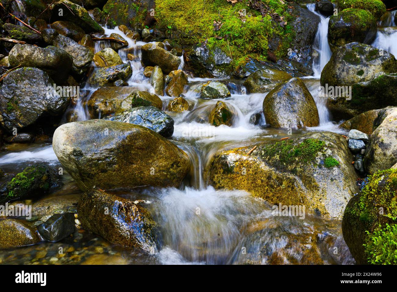 Der Süßwasser-Gebirgsbach stürzt über glatte Felsbrocken und moosige Felsen, während er den Berg hinunter fließt Stockfoto