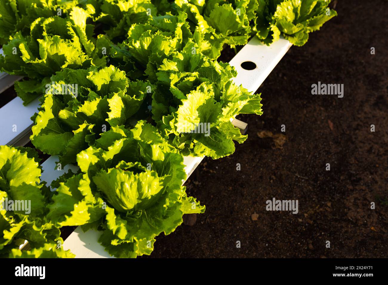 Hellgrüne Salatreihen, die in weißen hydroponischen Kanälen in einem hydroponischen Gewächshaus wachsen Stockfoto