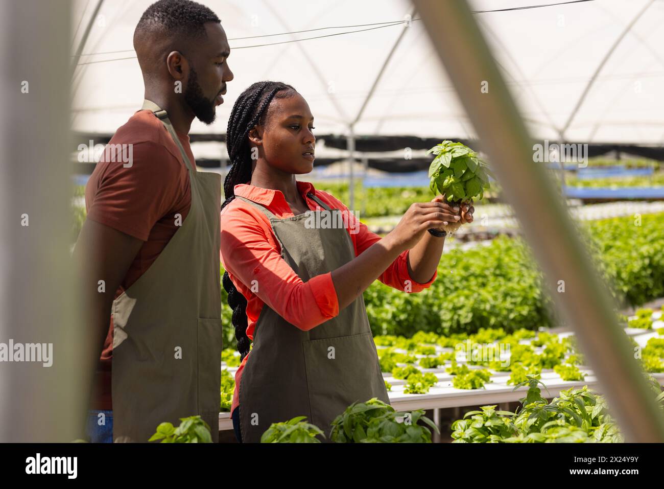 Zwei afroamerikanische Bauern untersuchen Pflanzen im Gewächshaus Stockfoto
