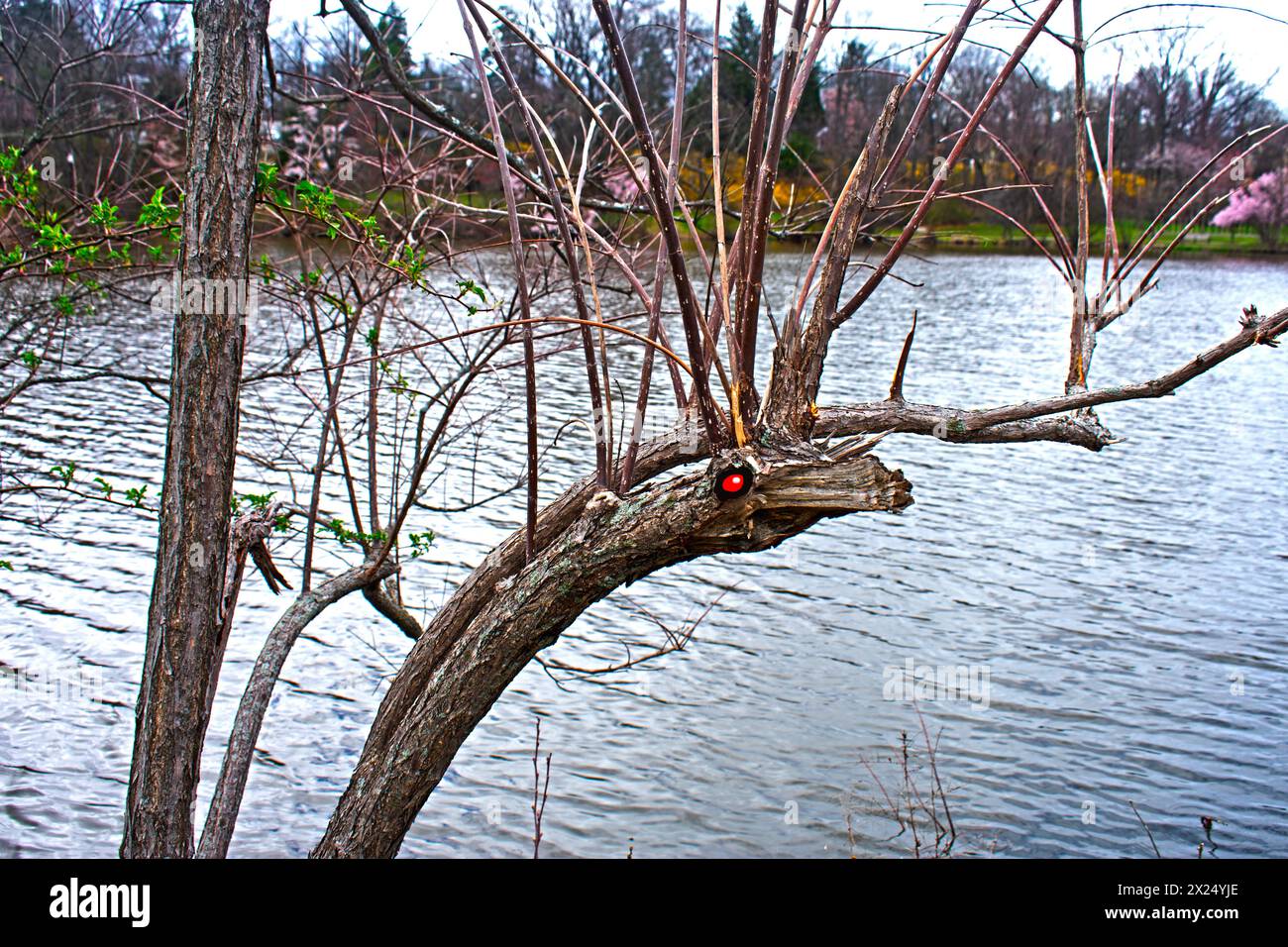 Seltsam aussehende Vegetation am Verona Lake im Verona Park, Verona, New Jersey, an einem bewölkten Tag im frühen Frühling Stockfoto
