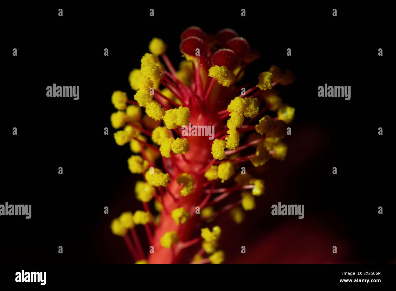 Rote Hibiskusblüten und Pollen Stockfoto