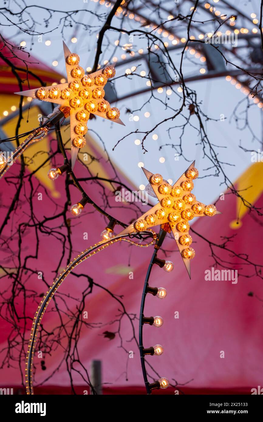 Weihnachtssterne auf einem Markt in Zürich, Schweiz Stockfoto