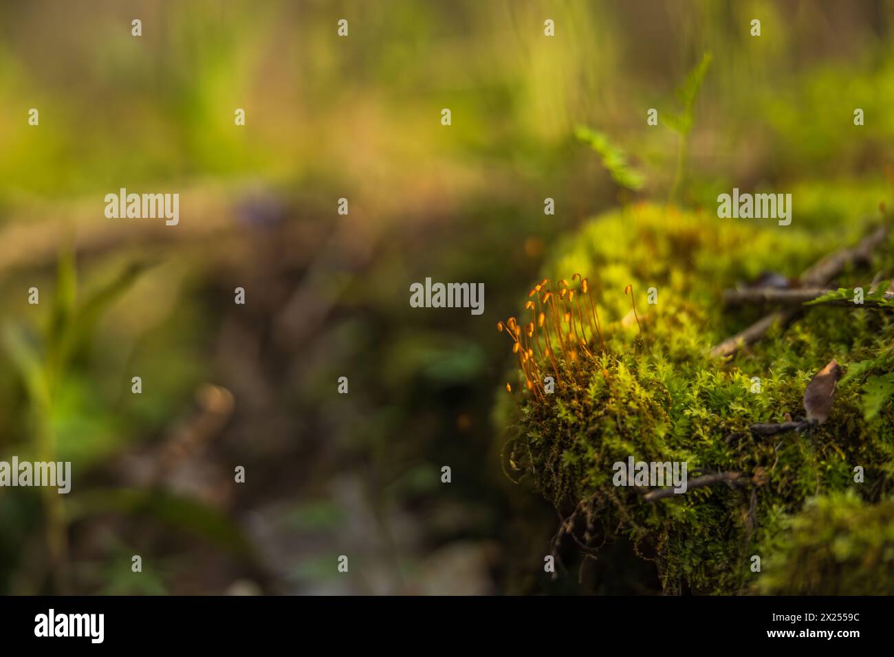 Nahaufnahme von neuen Setzlingen und Moos im frühen Morgenlicht Stockfoto