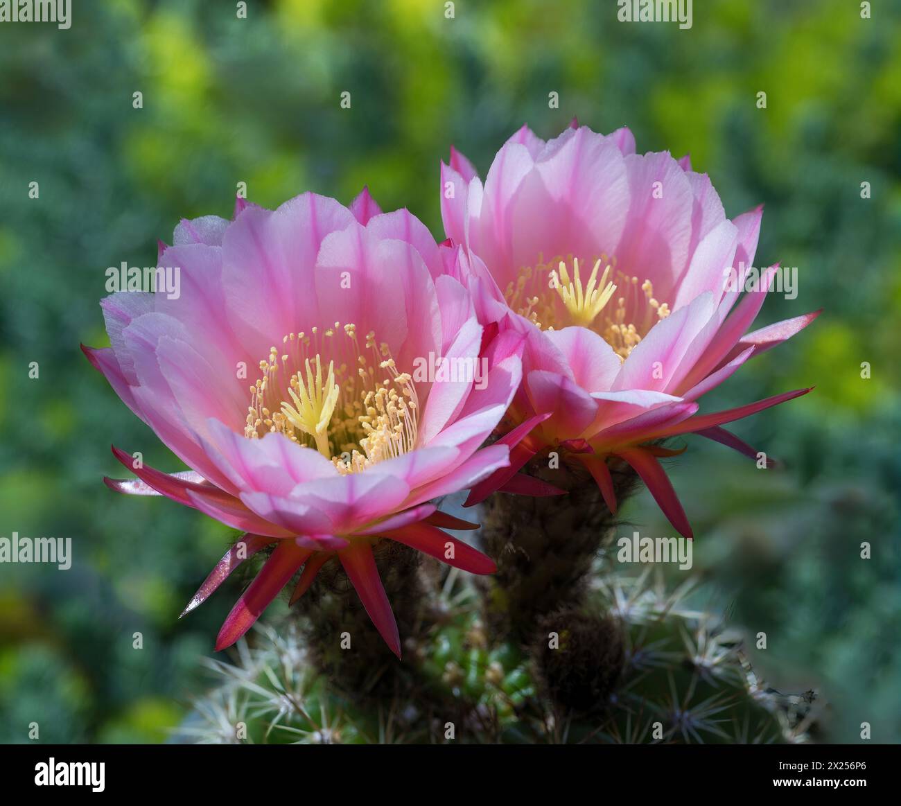 Rote Fackel Kakteen in Blüte. Stockfoto