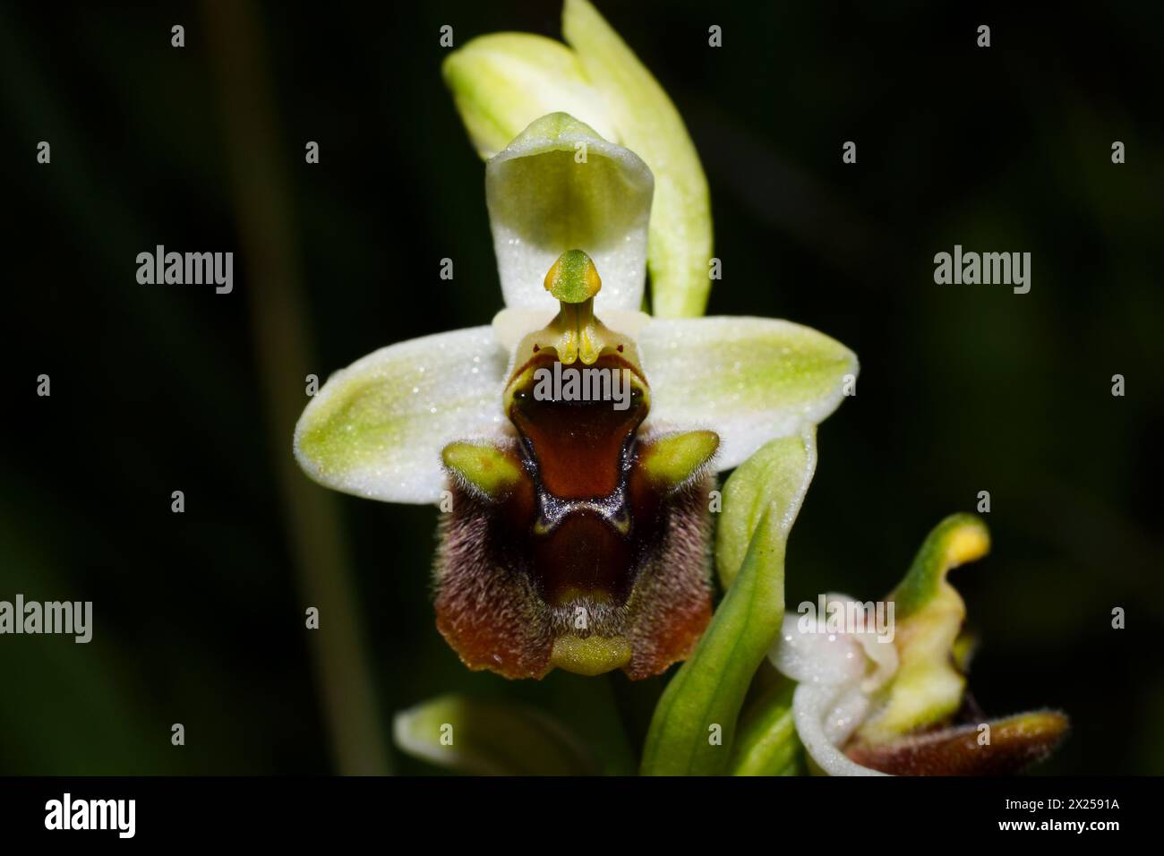 Blume der Levant Orchidee (Ophrys levantina), eine Bienenorchidee in natürlichem Lebensraum auf Zypern Stockfoto