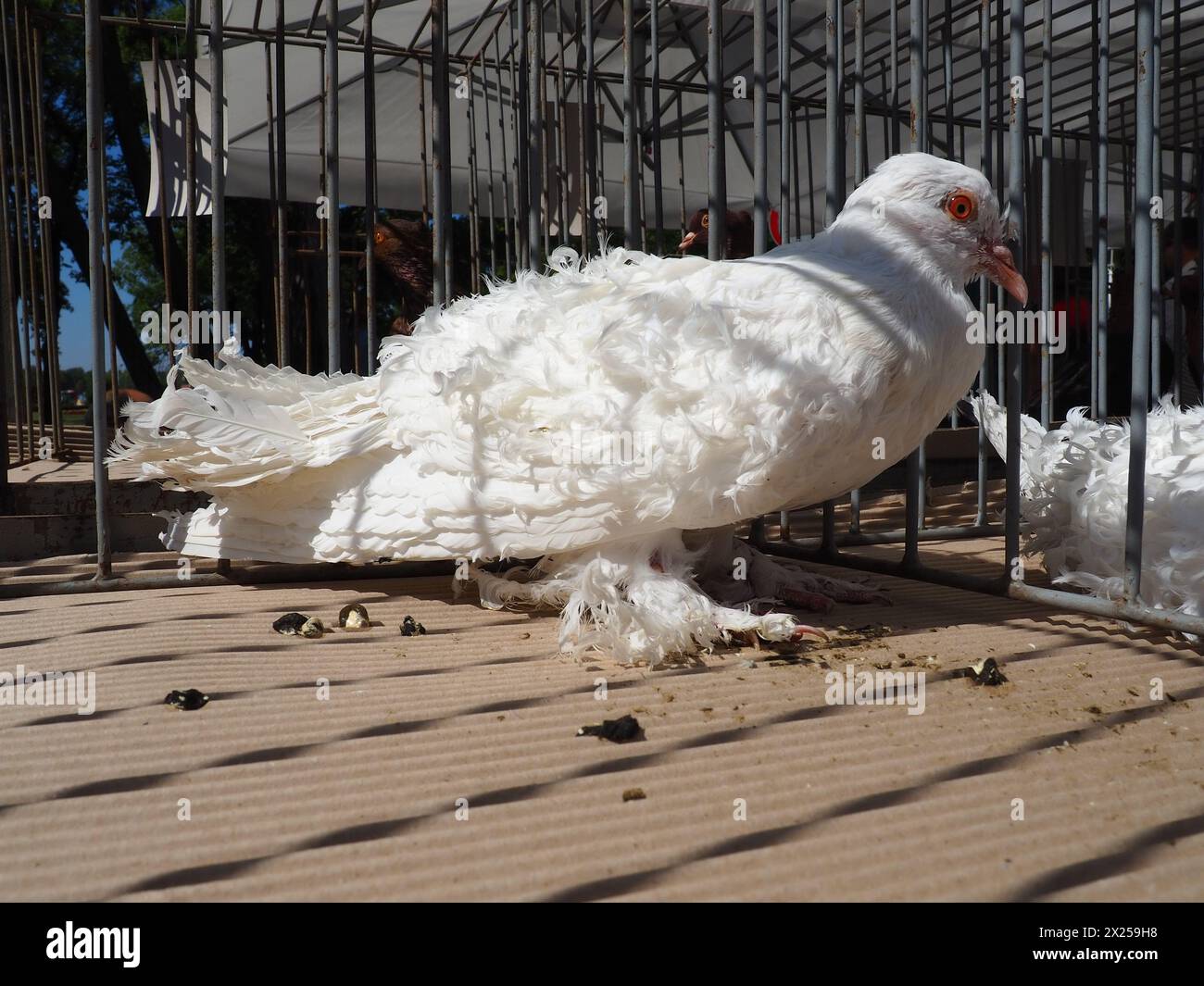 Ungarische Lockentaube. Weißer Vogel der Taubenfamilie in einem ausgestellten Käfig. Pelzpfoten, Schwanz und lockige Federn auf den Flügeln. Das Ergebnis der Selektio Stockfoto
