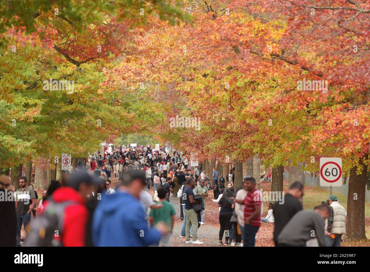 Menschen genießen den Herbst am Mount Macedon in Melbourne. Der Berg ist ein Wunderland mit historischen Gärten und wilden Buschlandschaften mit Eukalyptus, Kiefern und hoher Bergasche. Einladende Kellertüren und ein entspannender Blick. Herrliche Villen und einheimische Tierwelt. Es ist ein Paradies für alle, die Natur, atemberaubende Gärten und Outdoor-Aktivitäten lieben. Die Schönheit des Mount Macedon ändert sich ständig mit den Jahreszeiten. Der Herbst ist besonders beliebt, da die Eichenbäume auf der Honour Avenue in Mazedon in leuchtenden Farben erstrahlen. (Foto: Rana Sajid Hussain/Pacific Press) Stockfoto