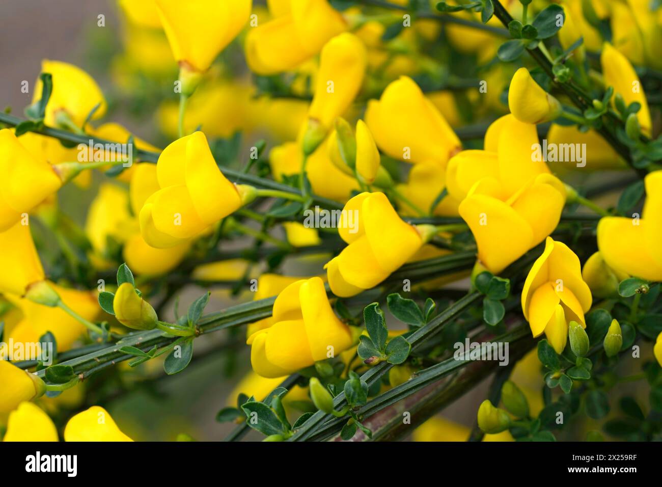Natürliche farbenfrohe Nahaufnahme der gelblichen Blüten des invasiven englischen Besenwildblumenstrauchs Cytisus scoparius Stockfoto