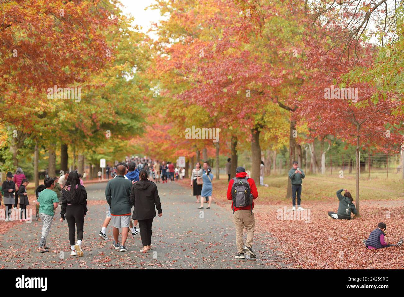 Menschen genießen den Herbst am Mount Macedon in Melbourne. Der Berg ist ein Wunderland mit historischen Gärten und wilden Buschlandschaften mit Eukalyptus, Kiefern und hoher Bergasche. Einladende Kellertüren und ein entspannender Blick. Herrliche Villen und einheimische Tierwelt. Es ist ein Paradies für alle, die Natur, atemberaubende Gärten und Outdoor-Aktivitäten lieben. Die Schönheit des Mount Macedon ändert sich ständig mit den Jahreszeiten. Der Herbst ist besonders beliebt, da die Eichenbäume auf der Honour Avenue in Mazedon in leuchtenden Farben erstrahlen. (Foto: Rana Sajid Hussain/Pacific Press) Stockfoto