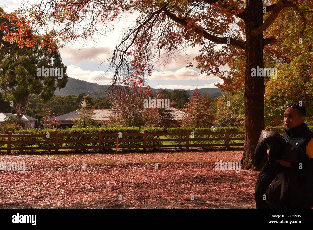 Menschen genießen den Herbst am Mount Macedon in Melbourne. Der Berg ist ein Wunderland mit historischen Gärten und wilden Buschlandschaften mit Eukalyptus, Kiefern und hoher Bergasche. Einladende Kellertüren und ein entspannender Blick. Herrliche Villen und einheimische Tierwelt. Es ist ein Paradies für alle, die Natur, atemberaubende Gärten und Outdoor-Aktivitäten lieben. Die Schönheit des Mount Macedon ändert sich ständig mit den Jahreszeiten. Der Herbst ist besonders beliebt, da die Eichenbäume auf der Honour Avenue in Mazedon in leuchtenden Farben erstrahlen. (Foto: Rana Sajid Hussain/Pacific Press) Stockfoto