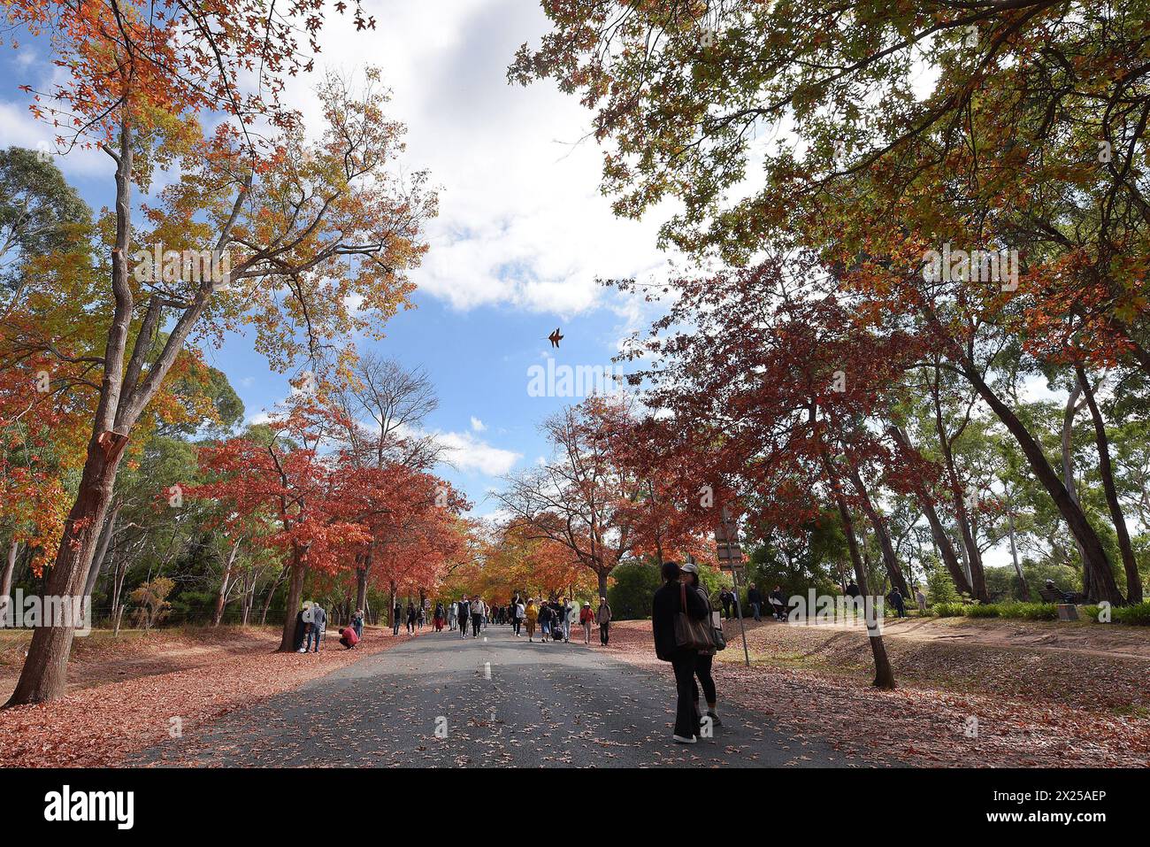 Melbourne, Victoria, Australien. April 2024. Menschen genießen den Herbst am Mount Macedon in Melbourne. Der Berg ist ein Wunderland mit historischen Gärten und wilden Buschlandschaften mit Eukalyptus, Kiefern und hoher Bergasche. Einladende Kellertüren und ein entspannender Blick. Herrliche Villen und einheimische Tierwelt. Es ist ein Paradies für alle, die Natur, atemberaubende Gärten und Outdoor-Aktivitäten lieben. Die Schönheit des Mount Macedon ändert sich ständig mit den Jahreszeiten. Der Herbst ist besonders beliebt, da die Eichenbäume auf der Honour Avenue in Mazedon in leuchtenden Farben erstrahlen. (Bild: © Rana Sajid Hussain/Paci Stockfoto