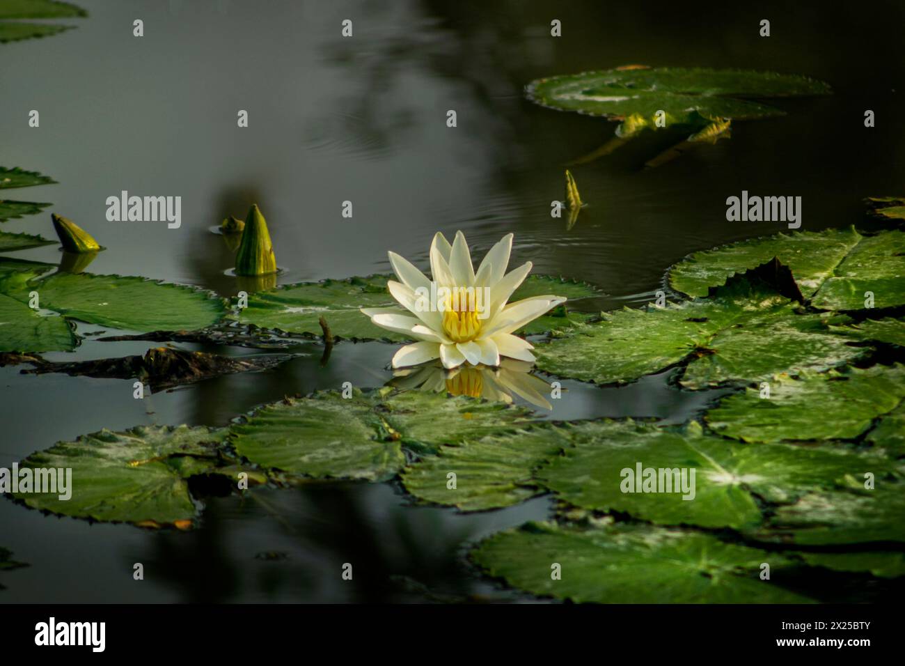 Seerose in Khulna, Bngladesch. Stockfoto