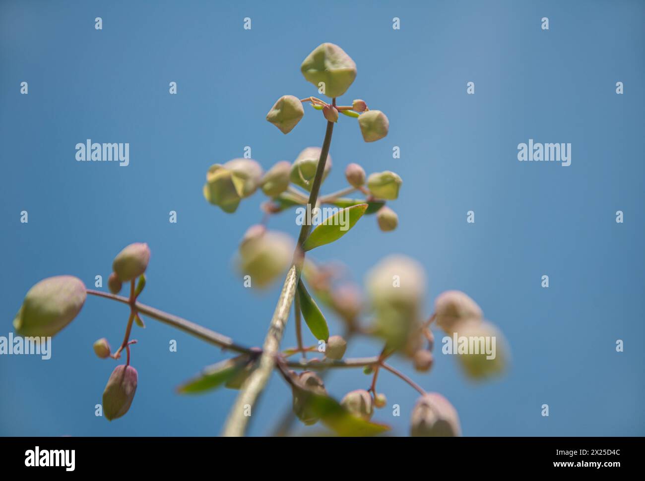 Sukkulente Pflanze Bryophyllum pinnatum. Stockfoto