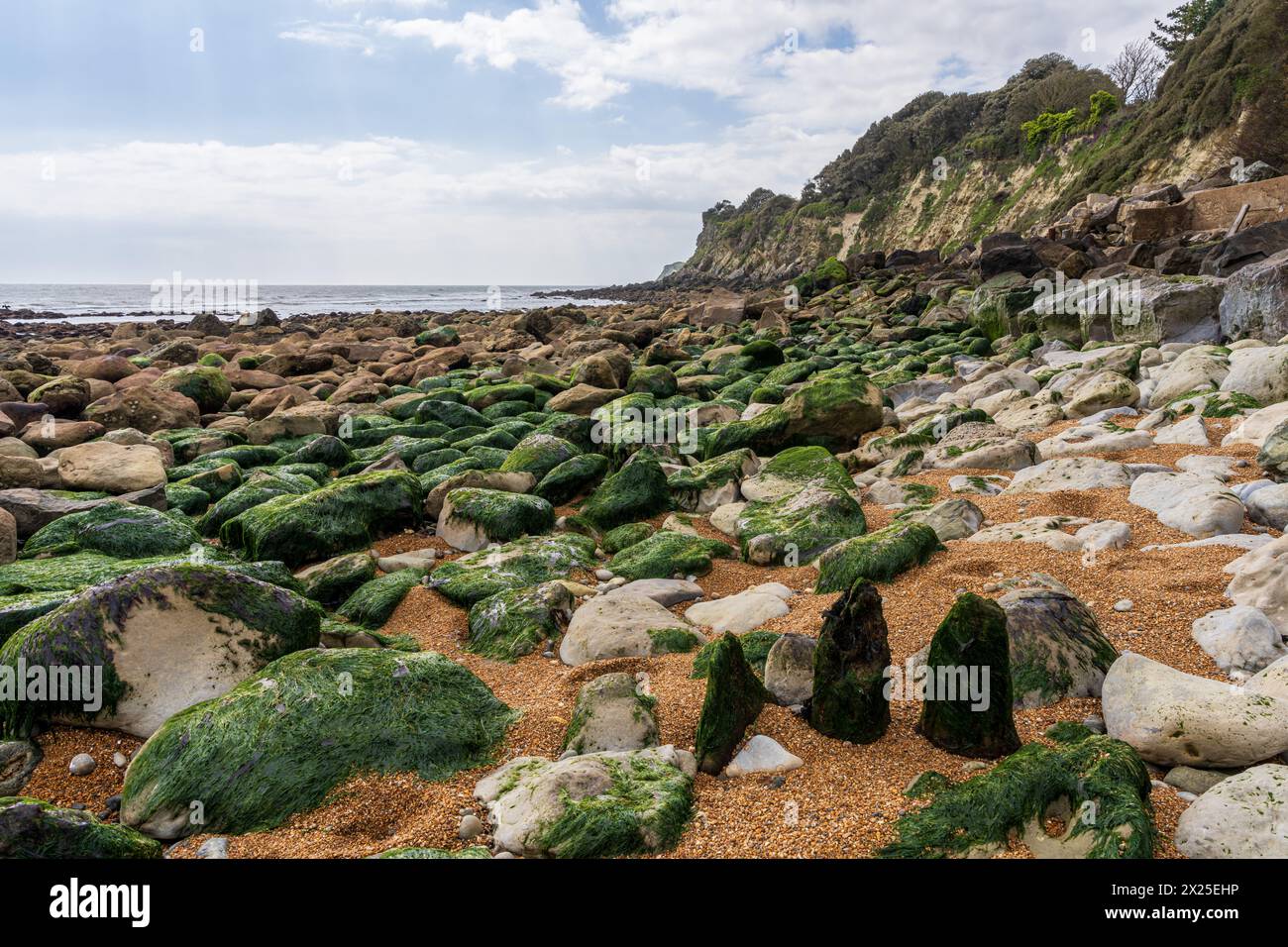 Die Kanalküste am Steephill Cove Beach in der Nähe von Castle Cove, Isle of Wight, England, Großbritannien Stockfoto
