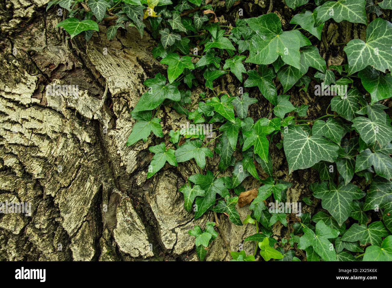 Ivy schlängelt einen Baum mit tief gefurchter Rinde am Rande eines Wanderweges oberhalb von Meran in der Gemeinde Schenna, Südtirol, Italien. Stockfoto