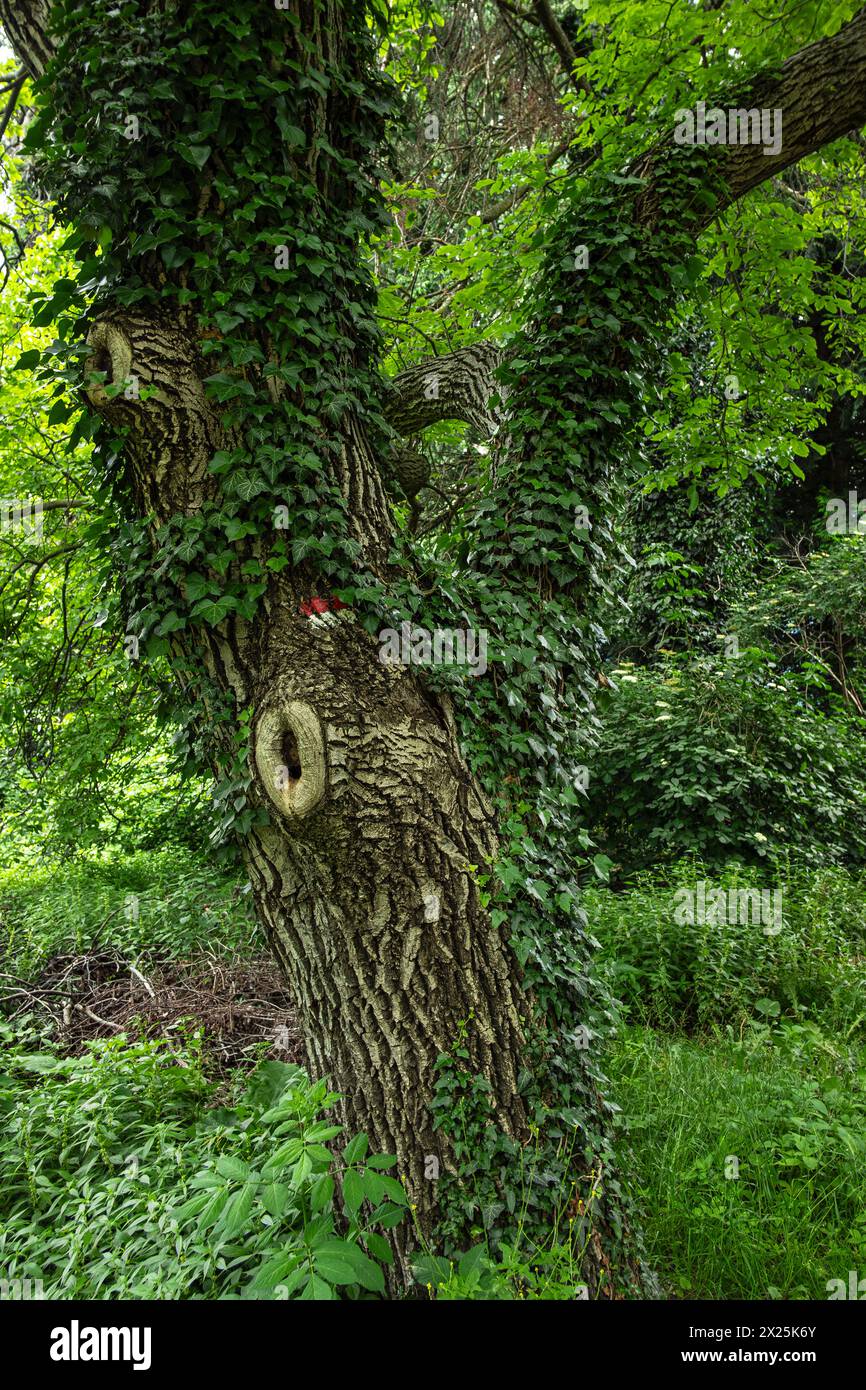 Ivy schlängelt einen Baum mit tief gefurchter Rinde am Rande eines Wanderweges oberhalb von Meran in der Gemeinde Schenna, Südtirol, Italien. Stockfoto