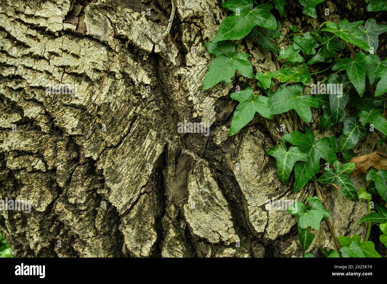 Ivy schlängelt einen Baum mit tief gefurchter Rinde am Rande eines Wanderweges oberhalb von Meran in der Gemeinde Schenna, Südtirol, Italien. Stockfoto