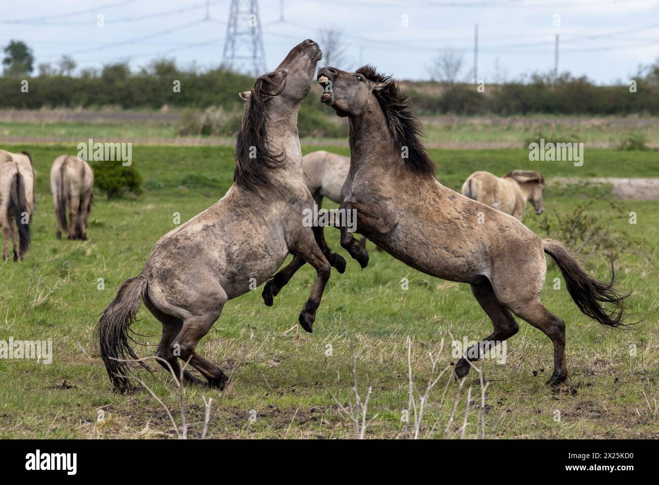 Konik Pferde kämpfen auf Wicken Fen in Cambridgeshire. Zwei wilde Hengste kämpften in dramatischen Szenen im ENGLISCHEN Countr um die Dominanz Stockfoto