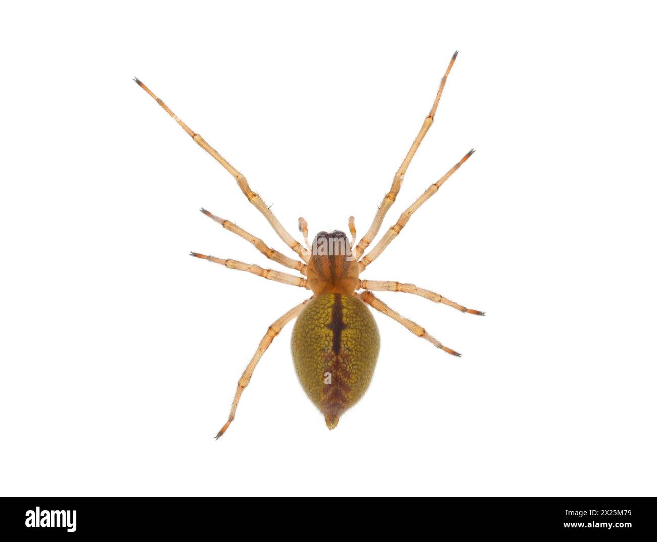 Zweiklaumige Jagdspinne isoliert auf weißem Hintergrund, Cheiracanthium erraticum Stockfoto