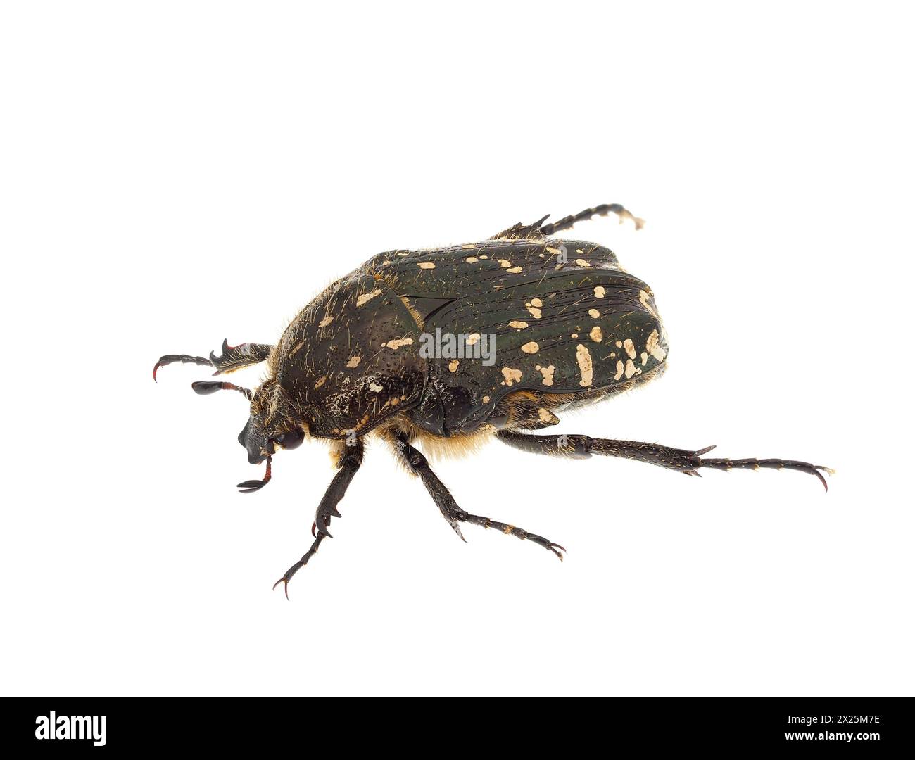 Mediterraner gefleckter Scheuerkäfer isoliert auf weißem Hintergrund, Oxythyrea funesta Stockfoto