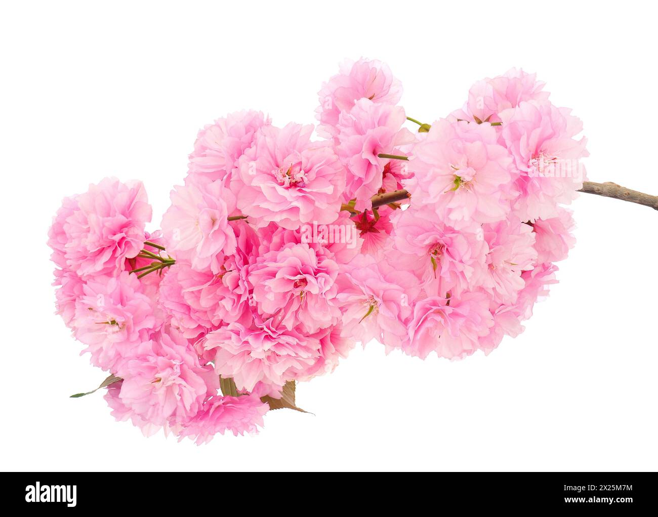 Blühender japanischer Kirschzweig isoliert auf weißem Hintergrund, Prunus serrulata Stockfoto