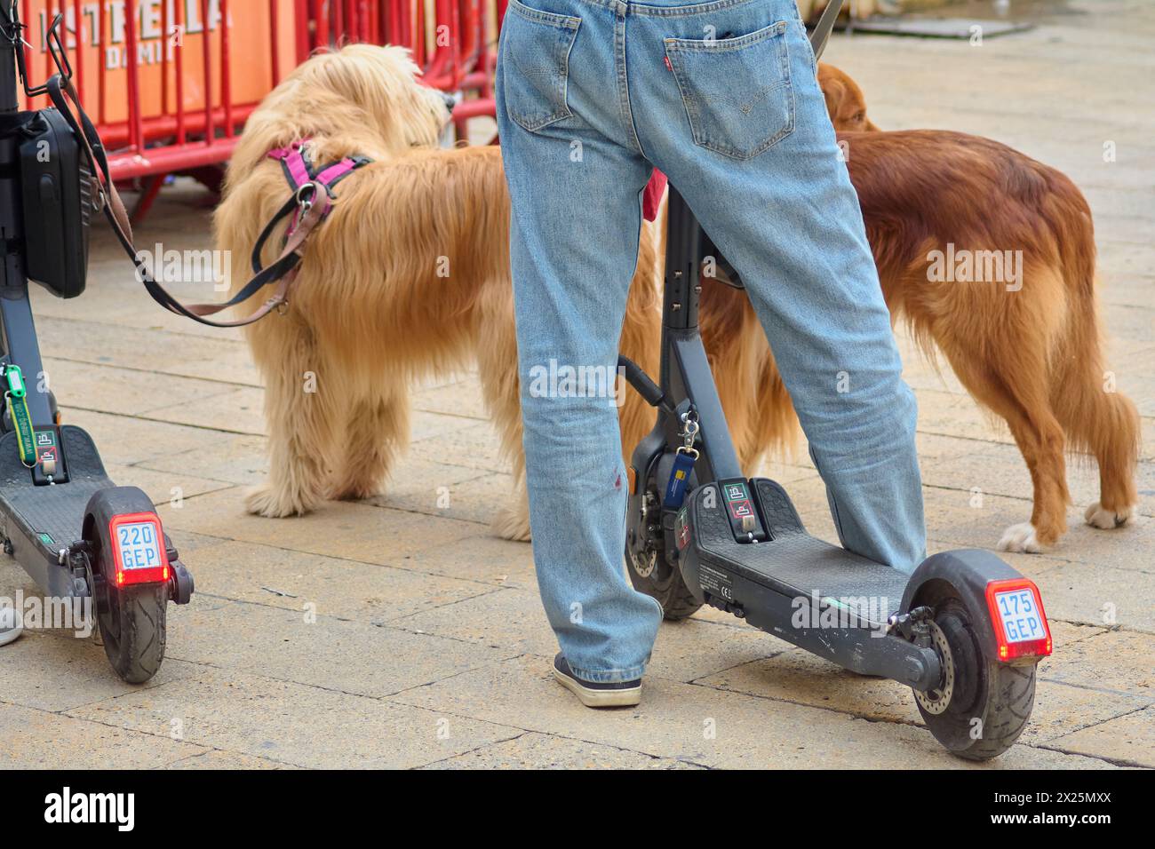 Tarragona, Spanien - 20. April 2024: Eine Person in Jeans steht neben zwei angeleinten Hunden und einem Elektroroller, die eine moderne urbane Szene des Spazierens darstellen Stockfoto